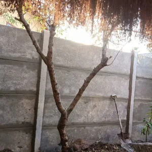 Cerco de Cemento